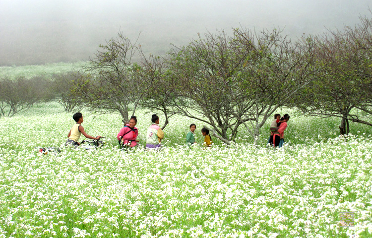 Ấn tượng các mùa hoa tại Mộc Châu hấp dẫn khách du lịch